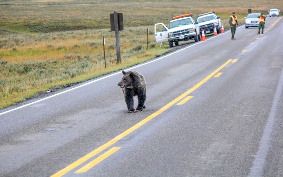 Grizzly bear on road in Hayden Valley