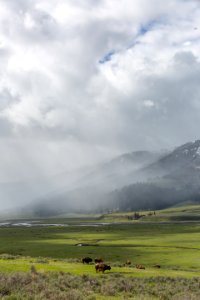 Bison & storm, Lamar Valley