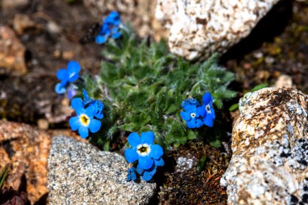 Alpine Forget-me-not - Eritrichum nanum