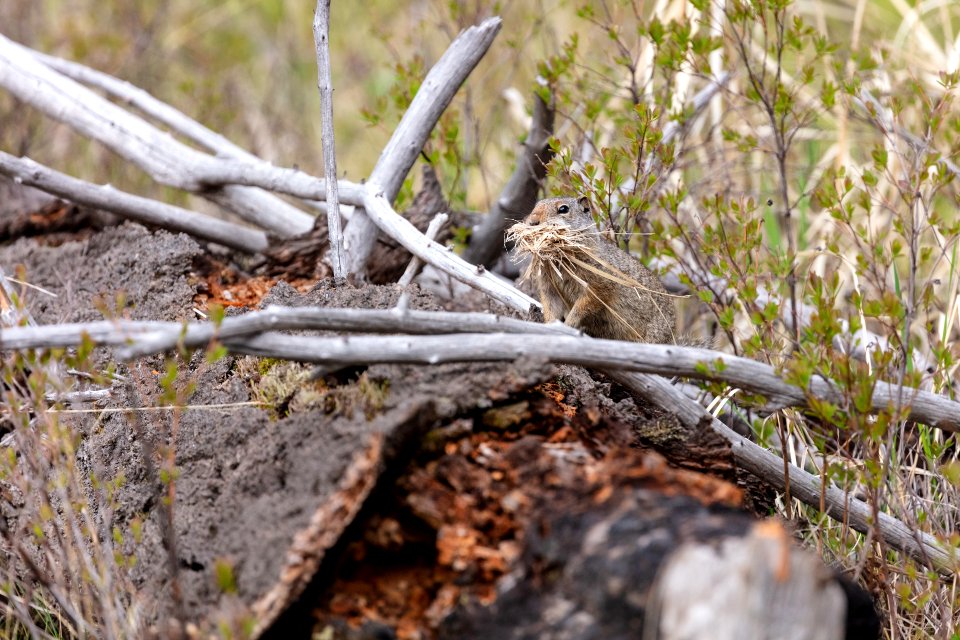 Unita ground squirrel with nesting material
