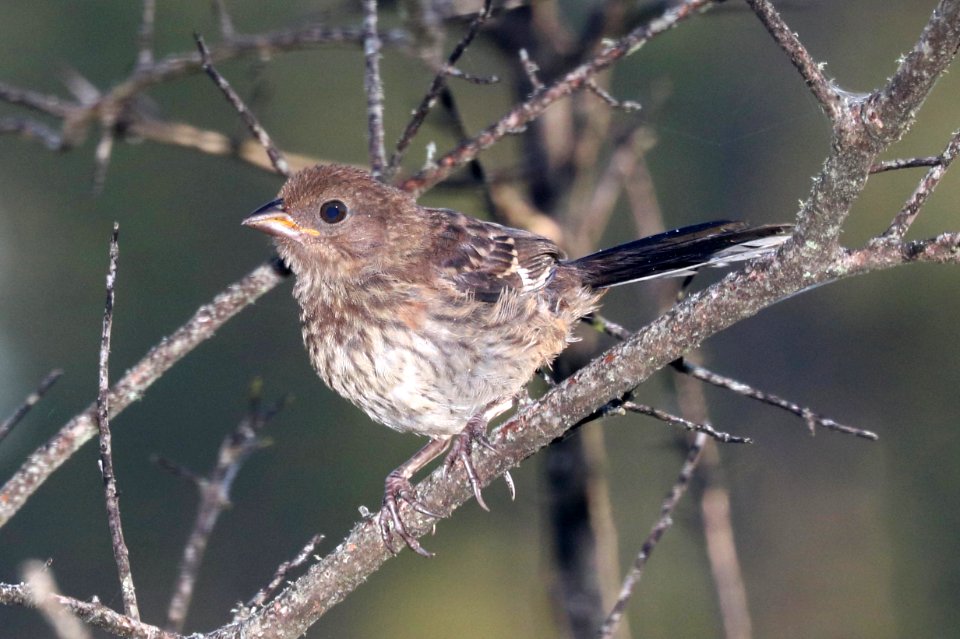 861 - EASTERN TOWHEE (6-9-2017) juvenile, patsy pond nature trail, croatan nat forest, carteret co, nc -01