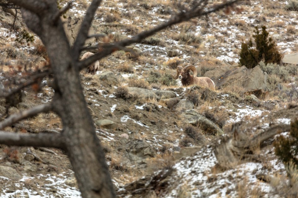 Bighorn ram relaxing in Gardner Canyon