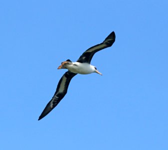 LAYSAN ALBATROSS (4-28-2018) kilauea lighthouse, kauai co, hawaii -01