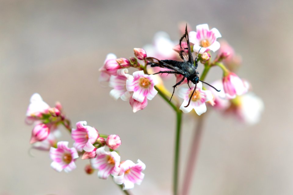Fireweed clearwing moth (Albuna pyramidalis) feeding on a spreading dogbane