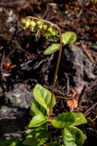 One-sided wintergreen - Orthilia secunda
