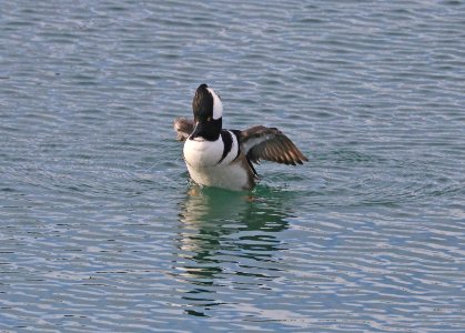 061 - HOODED MERGANSER (12-31-2017) yaquina bay, newport, lincoln co, or -02a