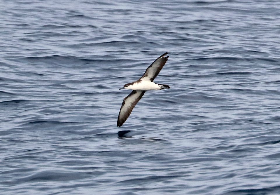 139 - AUDUBON'S SHEARWATER (5-31-2017) off hatteras, dare co, nc (5)