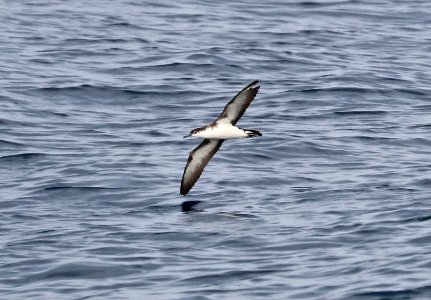 139 - AUDUBON'S SHEARWATER (5-31-2017) off hatteras, dare co, nc (5)