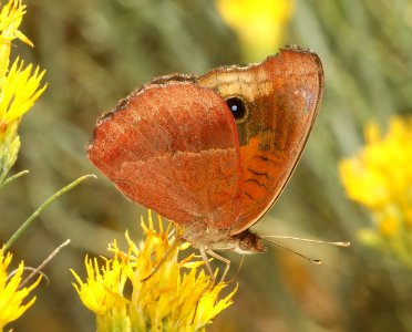 BUCKEYE, TROPICAL (Junonia evarete) (11-5-2018) harshaw road rabbitbrush patch, santa cruz co, az -02