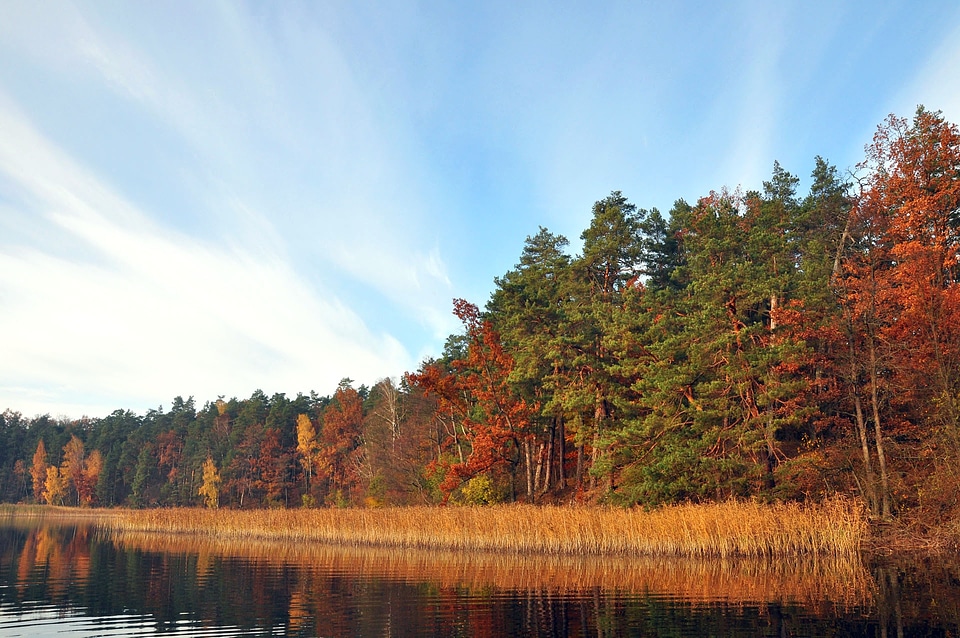 Poland forest landscape