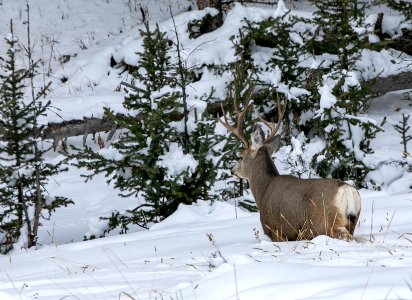 Mule Deer near Phantom Lake