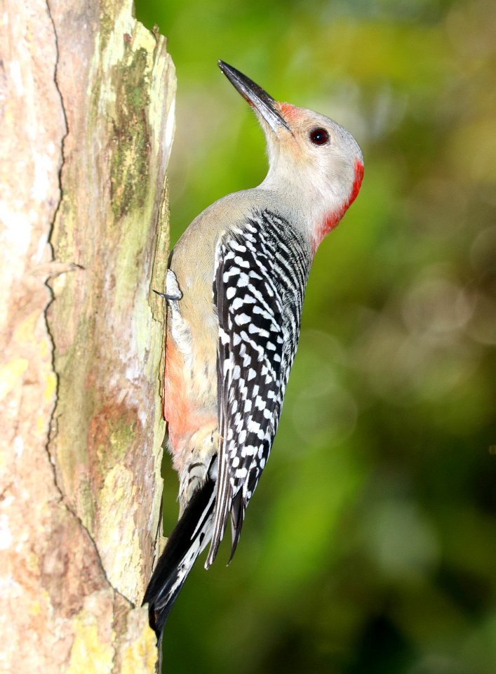 527 - RED-BELLIED WOODPECKER (1-7-2020) brewer park, south miami, miami-dade co, fl -03