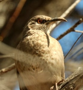 767 - CURVE-BILLED THRASHER (3-22-2019) san pedro river at hereford bridge, cochise co, az -02