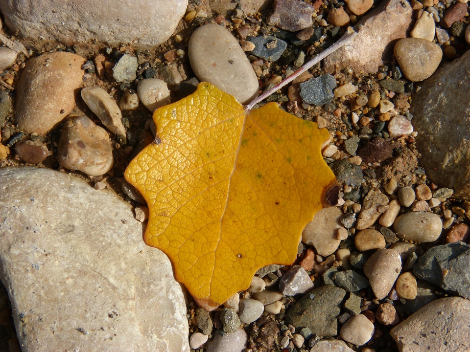 Autumn leaves yellow sheet golden autumn