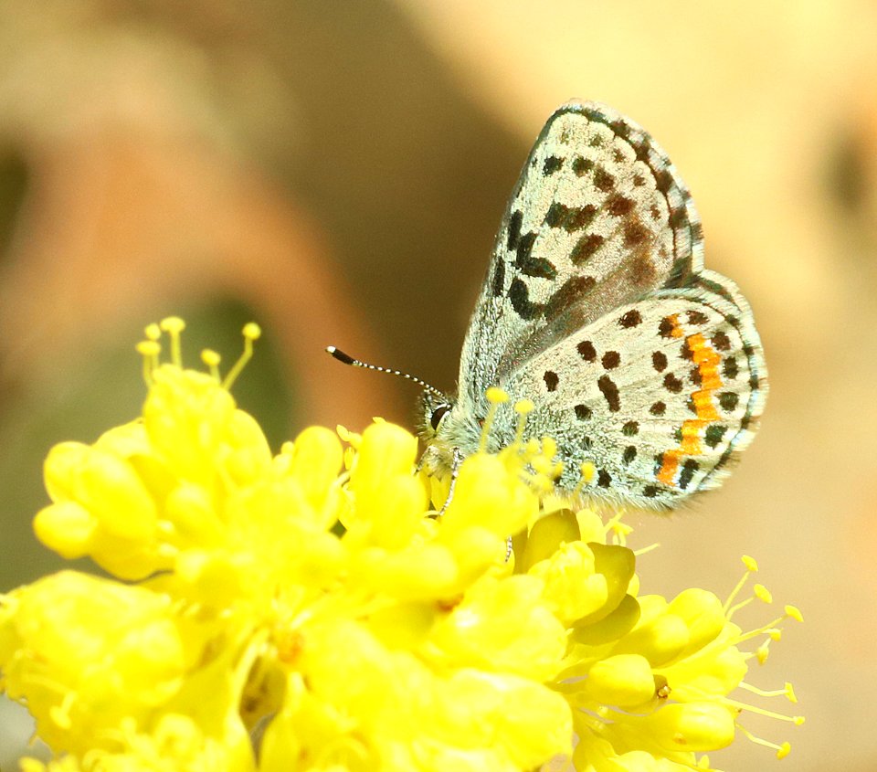 BLUE, GLAUCON (Euphilotes glaucon group) (6-27-2018) along rte 71, approx 8 miles se of snake river, washington co, id (2) copy
