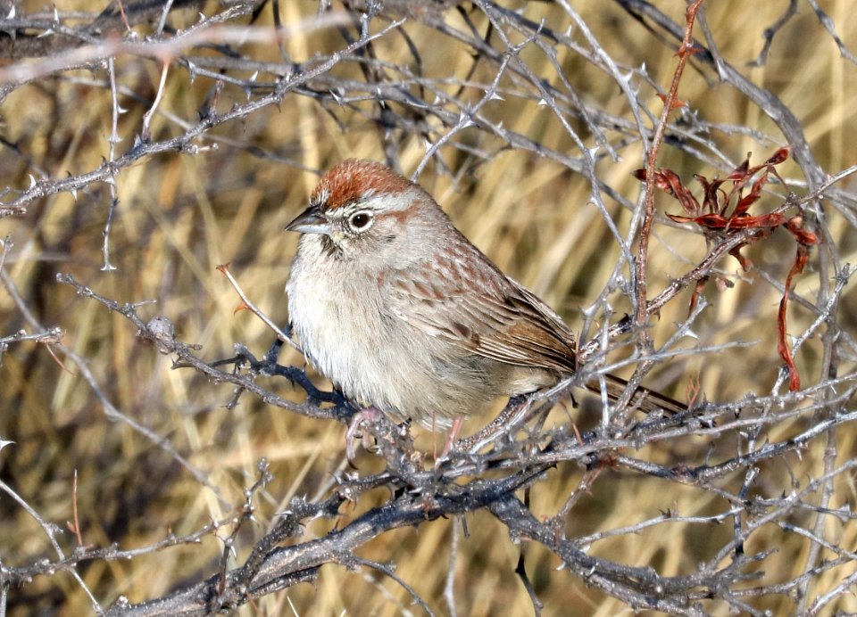862 - RUFOUS-CROWNED SPARROW (3-8-2017) west end patagonia lake, santa cruz co, az -01