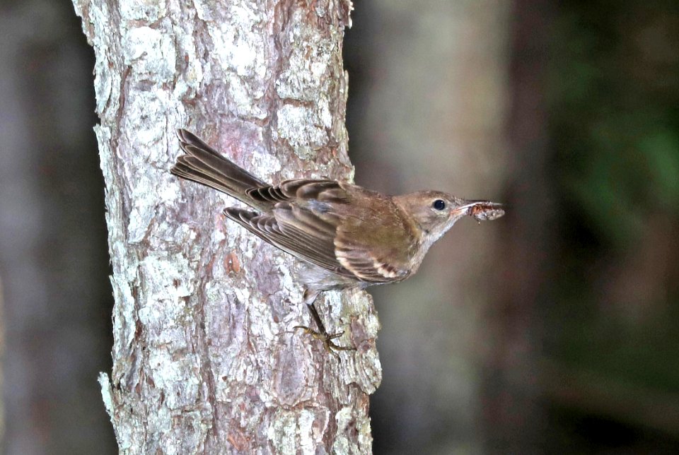 834 - PINE WARBLER (6-10-2017) imm, sumpter nat forest, near spartenburg, sc (2)