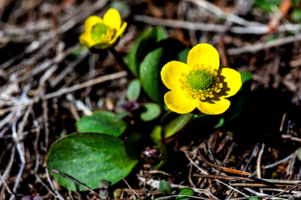 Ranunculus sp. 3.26.17 - Beaver Ponds Loop Trail