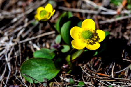 Ranunculus sp. 3.26.17 - Beaver Ponds Loop Trail