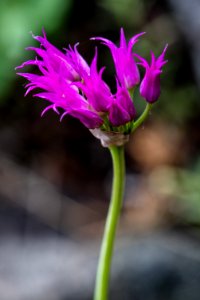 Shortstyle Onion - Allium brevistylum