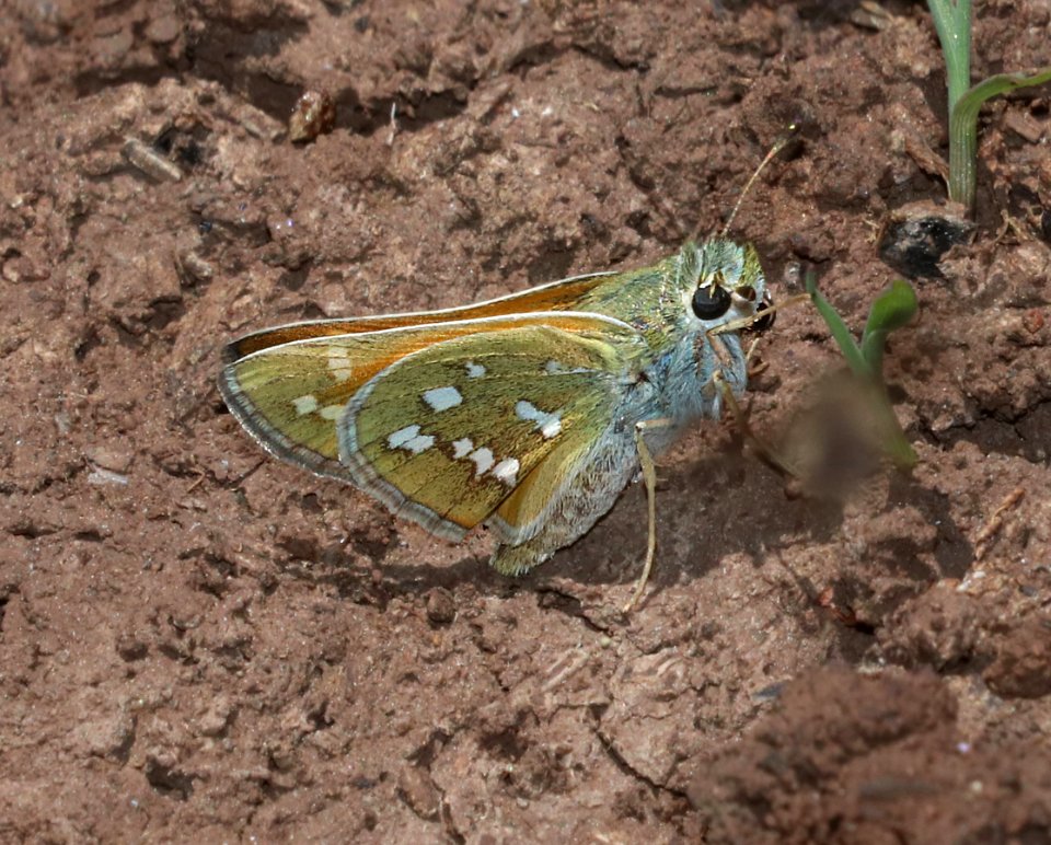 SKIPPER, PAHASKA (Hesperia pahaska) (6-18-2020) 7900 ft, hall's tank #3, greene's mt area, apache co, az -02