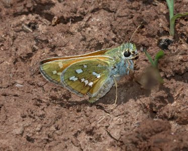 SKIPPER, PAHASKA (Hesperia pahaska) (6-18-2020) 7900 ft, hall's tank #3, greene's mt area, apache co, az -02