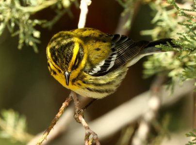 840 - TOWNSEND'S WARBLER (2-2012019) proctor trail, madera canyon, pima co, az -07