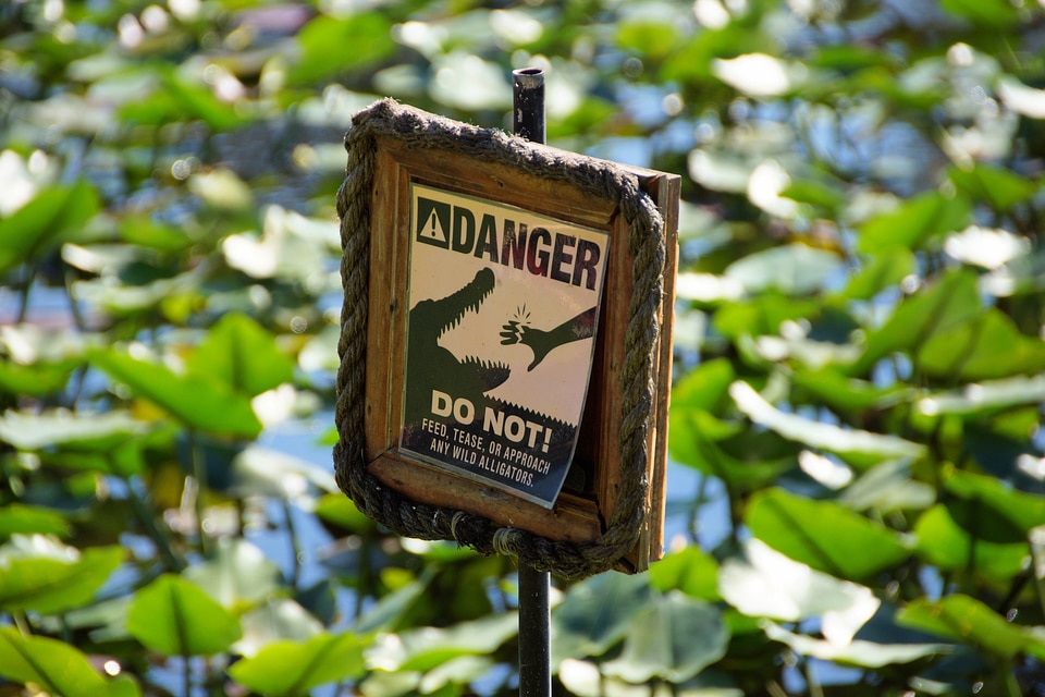 Alligator everglades miami