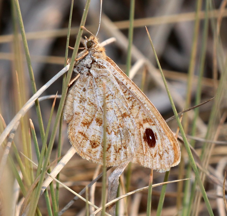 SATYR, RIDING'S (Oeneis ridingsii) (6-18-2020) luna lake, near alpine, apache co, az -06