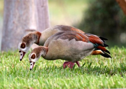 021.5 - EGYPTIAN GOOSE (1-31-2016) miami-dade co, fl -11