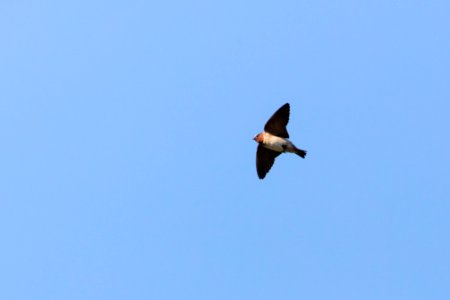 Cliff swallow (Petrochelidon pyrrhonota) in flight photo