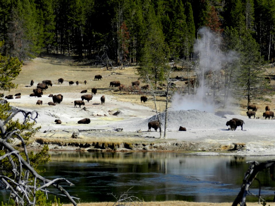 Bison near Mud Volcano