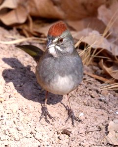 859 - GREEN-TAILED TOWHEE (2-13-2021) san pedro house, cochise co, az -04