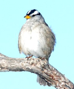 897 - WHITE-CROWNED SPARROW (12-19-08) nuttalli or pugatensis, cloisters, slo co ca