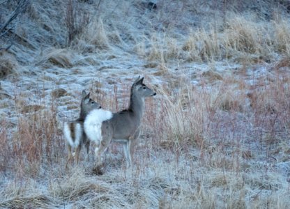 Whitetail deer does