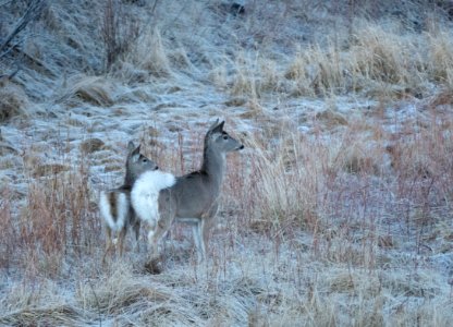 Whitetail deer does photo