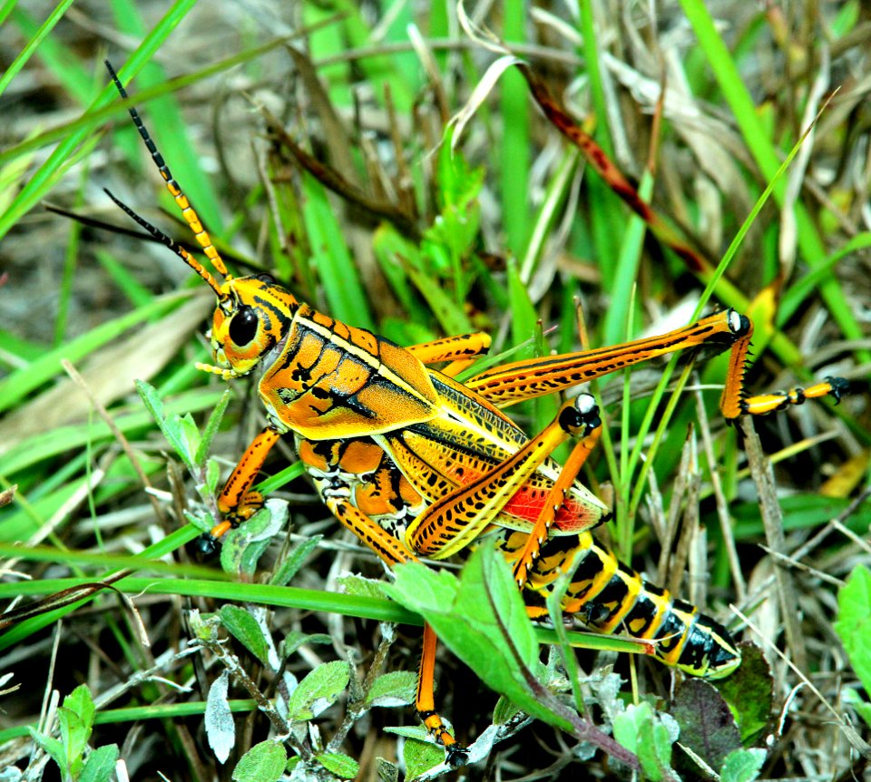 LUBBER, SOUTHEASTERN (Romalea gutatus) (5-10-14) everglades n p, monroe co, fl -01