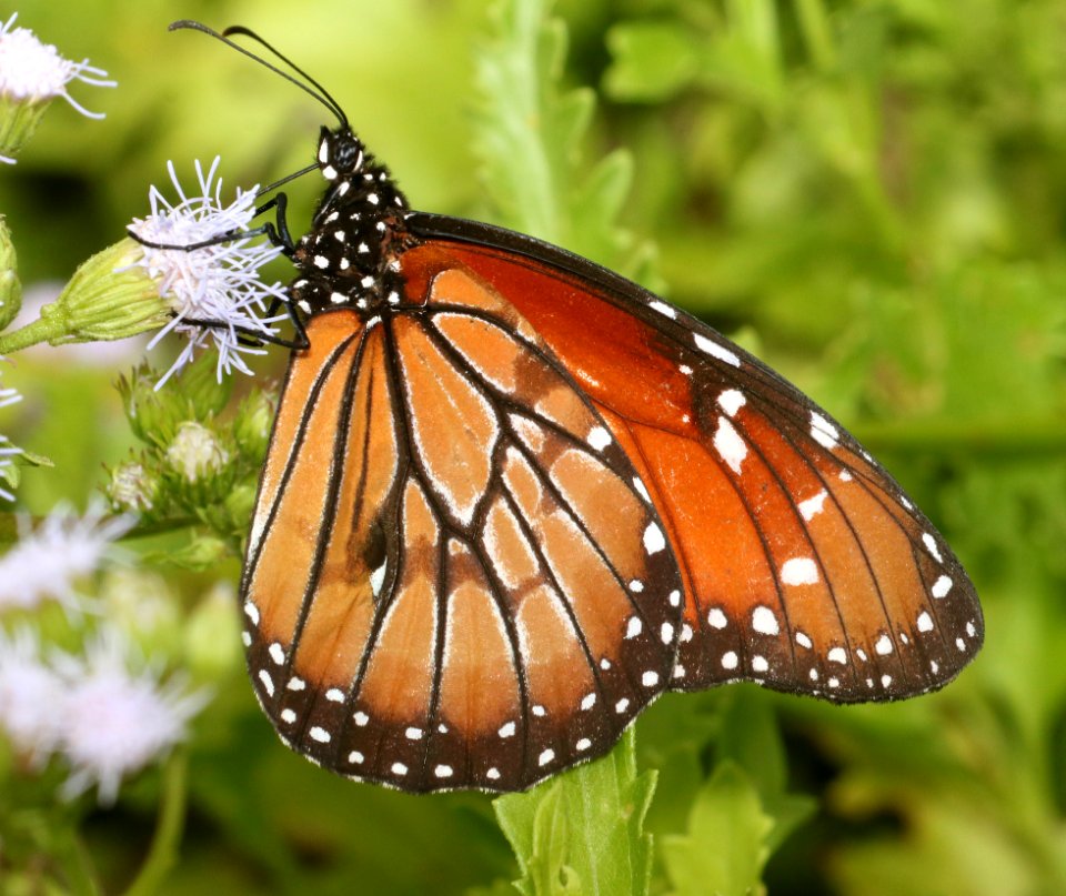 SOLDIER (Danaus eresimus) (11-10-2016) the national butterfly center, hidalgo co, tx -01