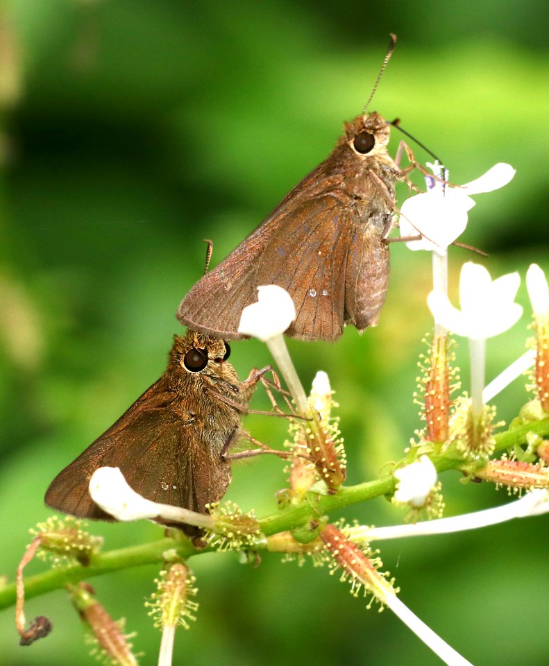 SKIPPER, DOUBLE-DOTTED (Decinea percosius) (11-14-2016) sabal palm, cameron co, tx -05