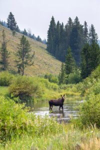 Cow moose, Gallatin River