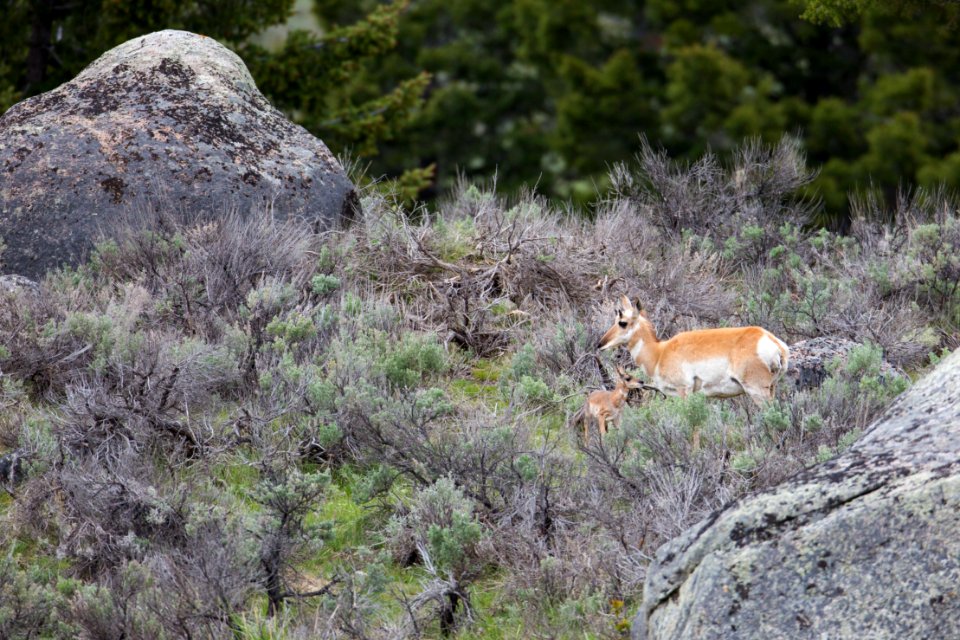 Pronghorn with fawn, Lamar Valley