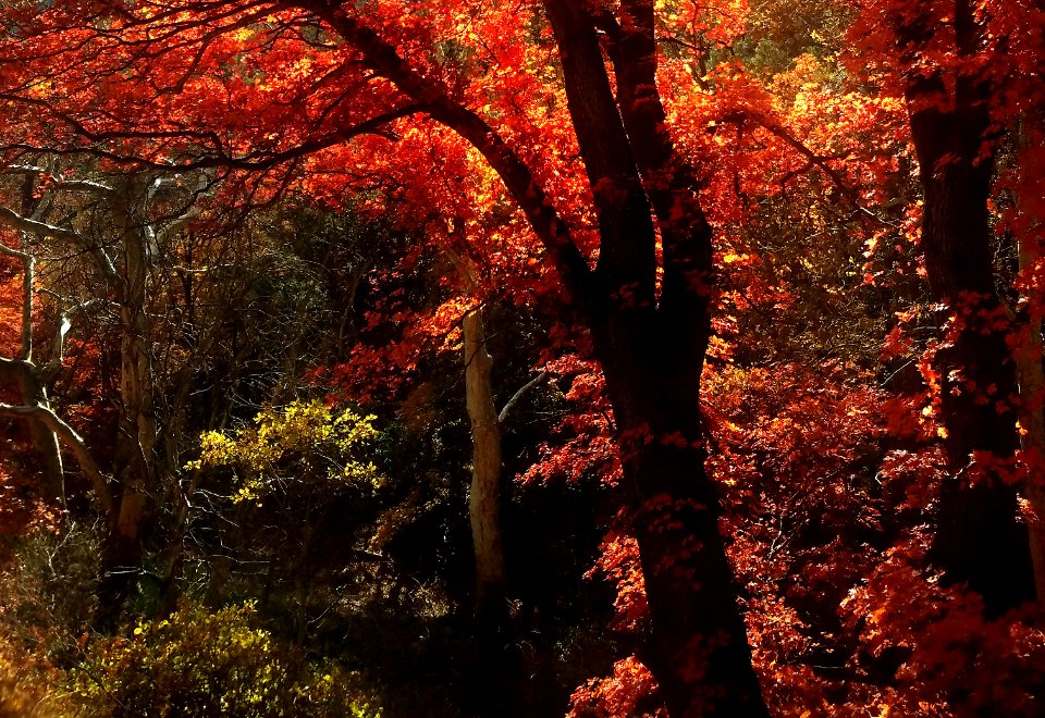 HUACHUCA MOUNTAINS, Garden Canyon, AZ -23 (11-6-20) fall color -06