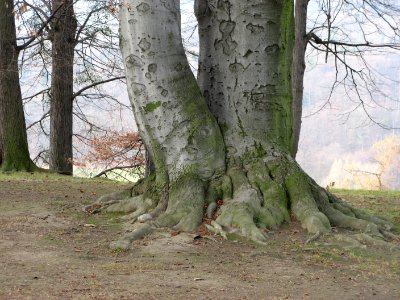 Tree Trunk by Paolo Neo