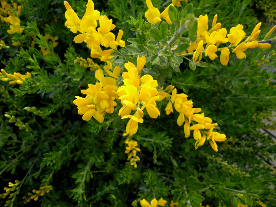 Cytisus sp. Fabaceae o Leguminosae.