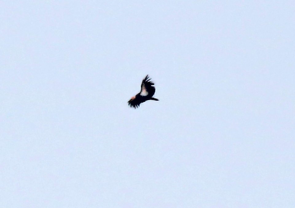 204 - CALIFORNIA CONDOR (9-9-2015) noroeste rd, s-w kern co, ca -02