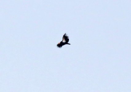 204 - CALIFORNIA CONDOR (9-9-2015) noroeste rd, s-w kern co, ca -02