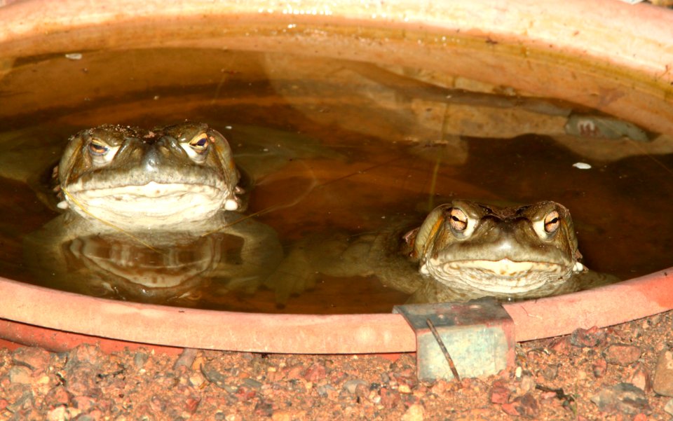 TOAD, SONORAN DESERT (Bufo alvarius) (8-2-13) 78 circulo montana, patagonia lake ranch estates, scc, az