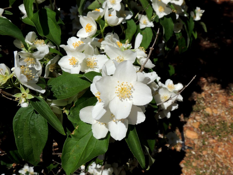 Philadelphus coronarius L. Hydrangeaceae [antes en Saxifragaceae]. "Celinda, falso jazmín, falso naranjo, flor de ángel, jeringuilla, sweet mock orange".