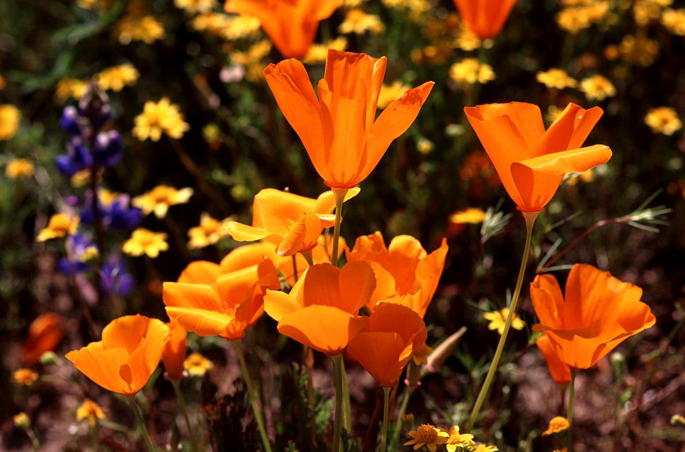 CARRIZO - Wildflowers of 05 -67b