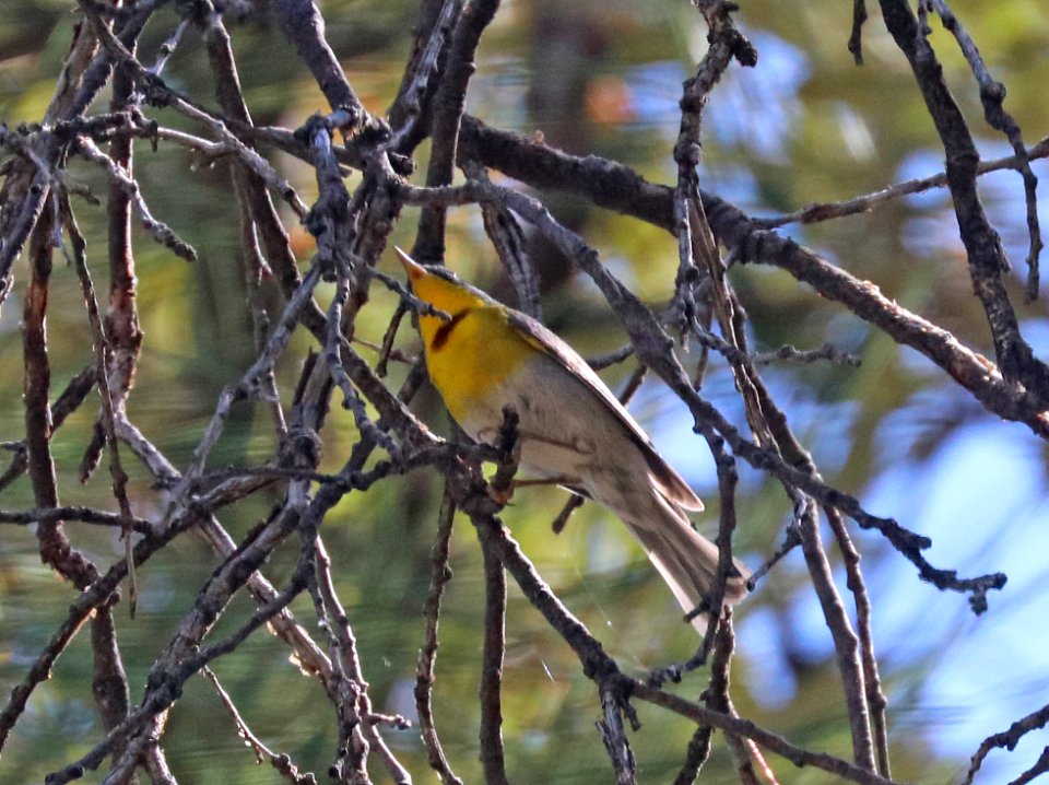 830 - CRESCENT-CHESTED WARBLER (4-29-2020) turkey creek, chiricahua mts, cochise co, az -01